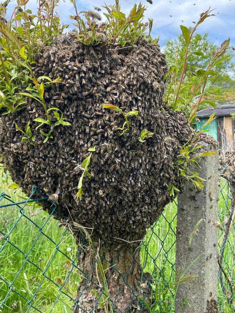 Bienenschwarm auf kleinem Baum