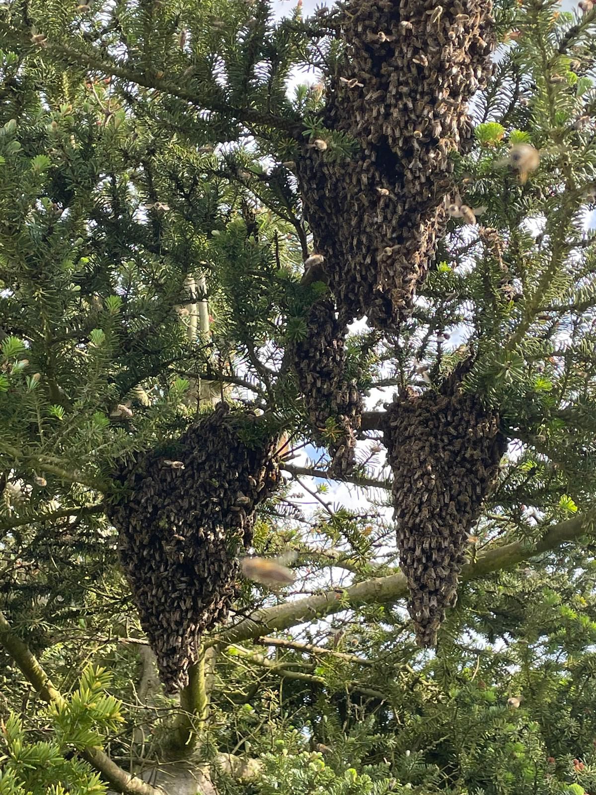Bienenschwarm im Baum