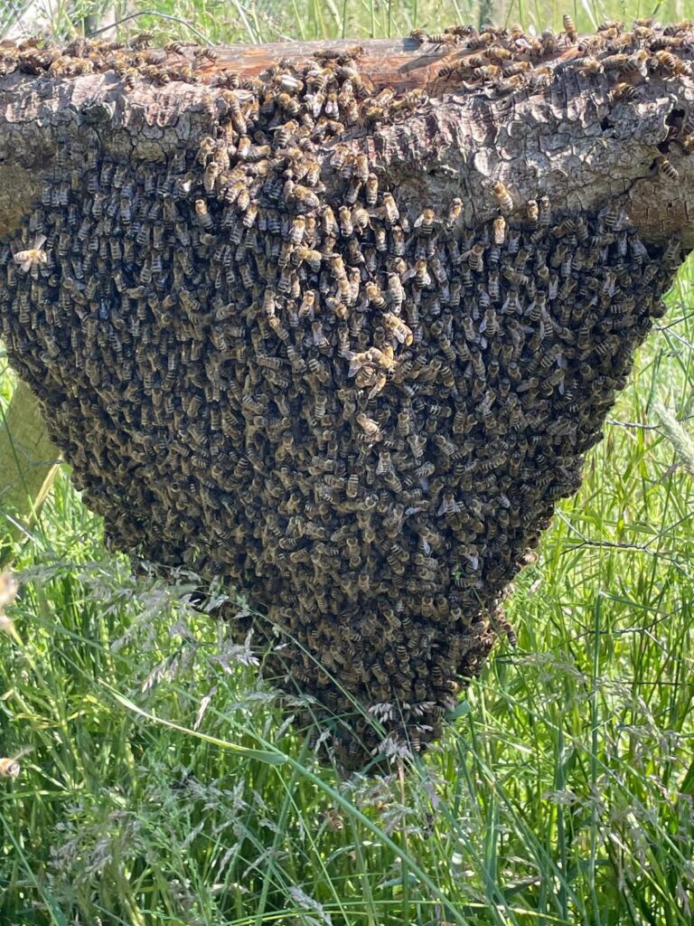 Bienenschwarm am Zaun